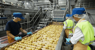 JFC Verduras abre vaga para Auxiliar de Produção no 1º turno